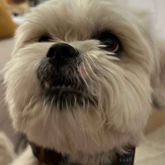 bigpedro